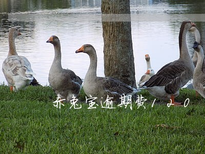 赤兔宝逾期费120 赤兔宝逾期费120