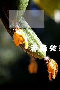 赤峰处理扶养法律问题律师