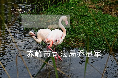 赤峰市司法局乔显军