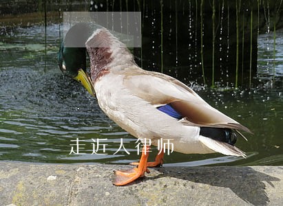 走近大律师 走近大律师