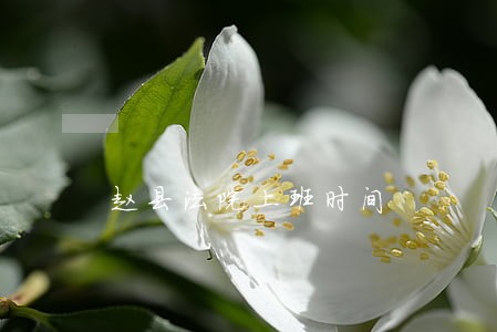 赵县法院上班时间