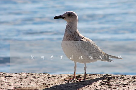 起诉书要到法院去拿吗