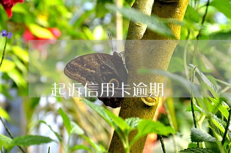 起诉信用卡逾期 起诉信用卡逾期