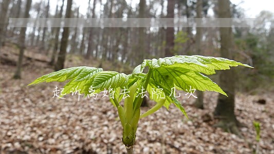 起诉离婚去法院几次