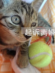 起诉离婚对方会请律师吗 起诉离婚对方会请律师吗