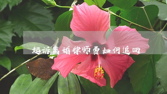 起诉离婚律师费如何追回 起诉离婚律师费如何追回