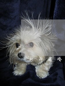 起诉离婚律师费用标准 起诉离婚律师费用标准
