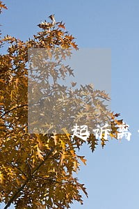 起诉离婚要不要律师 起诉离婚要不要律师