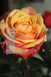 起诉离婚请律师多少钱 起诉离婚请律师多少钱