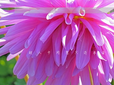 超人卡同意只还本金 超人卡同意只还本金