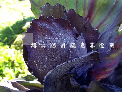 超出信用额度算逾期 超出信用额度算逾期