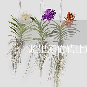 超出原价转让违法吗