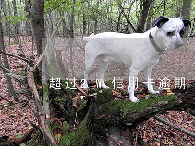 超过2W信用卡逾期 超过2W信用卡逾期