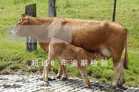 超过6年逾期检测 超过6年逾期检测