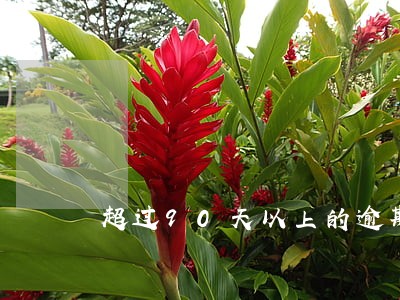 超过90天以上的逾期 超过90天以上的逾期