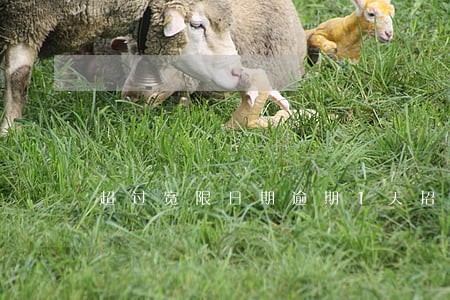 超过宽限日期逾期1天招行 超过宽限日期逾期1天招行