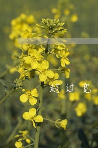 超过宽限期逾期100块 超过宽限期逾期100块