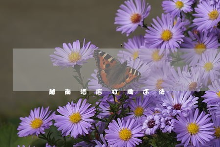 越南酒店打牌违法