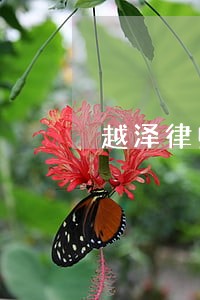 越泽律师 越泽律师