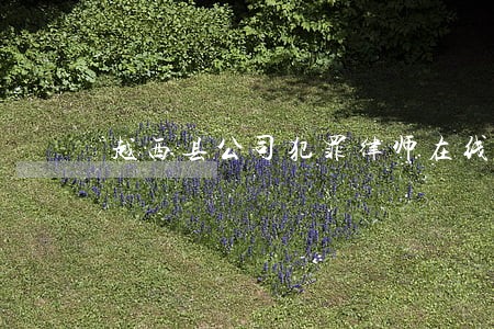 越西县公司犯罪律师在线免费咨询 越西县公司犯罪律师在线免费咨询