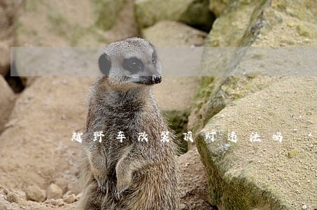 越野车改装顶灯违法吗
