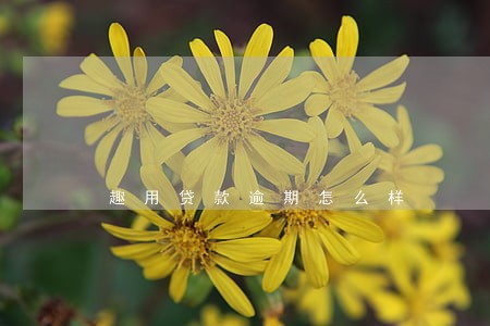 趣用贷款逾期怎么样 趣用贷款逾期怎么样
