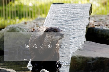 趣花分期只还本金 趣花分期只还本金