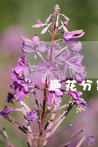 趣花分期逾期5年让只还本金了