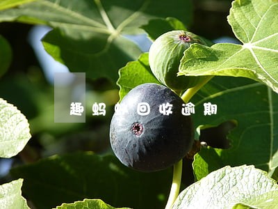 趣蚂蚁回收逾期 趣蚂蚁回收逾期