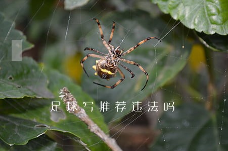足球写推荐违法吗 足球写推荐违法吗