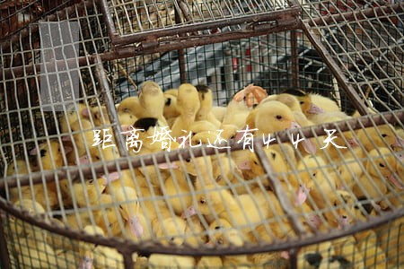 距离婚礼还有44天 距离婚礼还有44天