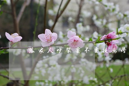 跟家人吵架要不要提离婚 跟家人吵架要不要提离婚