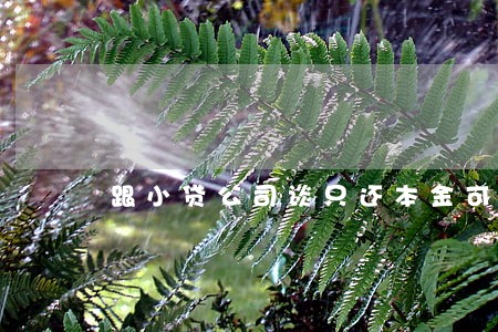 跟小贷公司谈只还本金可以吗 跟小贷公司谈只还本金可以吗