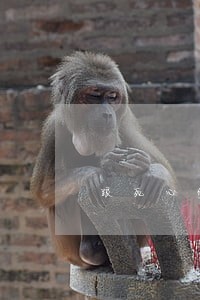 跟死心的妻子提离婚 跟死心的妻子提离婚