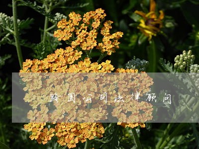 跨国公司法律顾问 跨国公司法律顾问