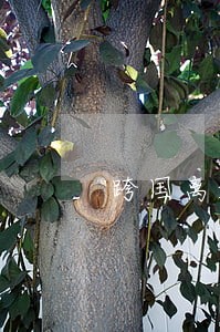 跨国离婚法律 跨国离婚法律