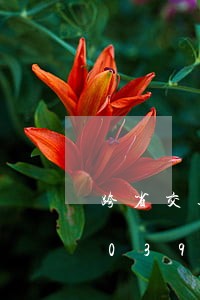 跨省交通违法如何缴纳罚款/2023020394542 跨省交通违法如何缴纳罚款/2023020394542