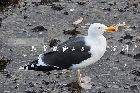 跨省放贷287亿逾期广州农商