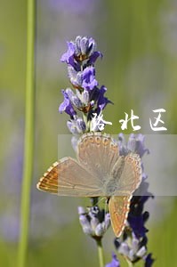 路北区资信调查在线律师咨询 路北区资信调查在线律师咨询
