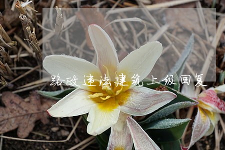 路政违法建筑上级回复 路政违法建筑上级回复