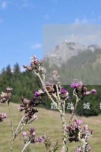 路氹城拆迁赔偿纠纷处理律师 路氹城拆迁赔偿纠纷处理律师