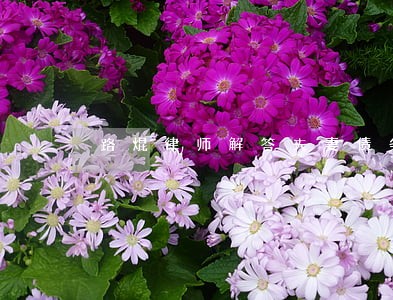 路焜律师解答夫妻债务 路焜律师解答夫妻债务