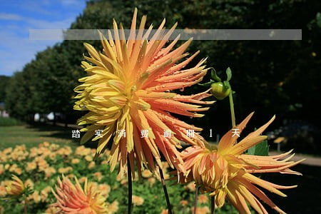 踏实消费逾期1天 踏实消费逾期1天