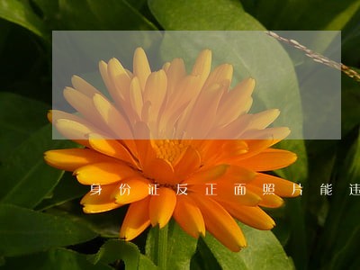 身份证反正面照片能违法吗 身份证反正面照片能违法吗