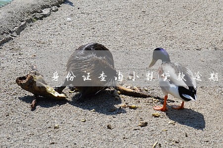 身份证查询小额贷款逾期