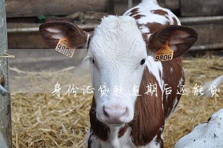 身份证贷款逾期后还能贷款吗 身份证贷款逾期后还能贷款吗