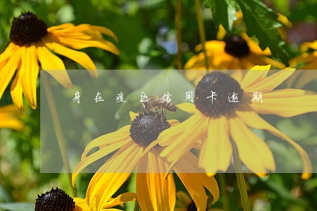 身在疫区信用卡逾期