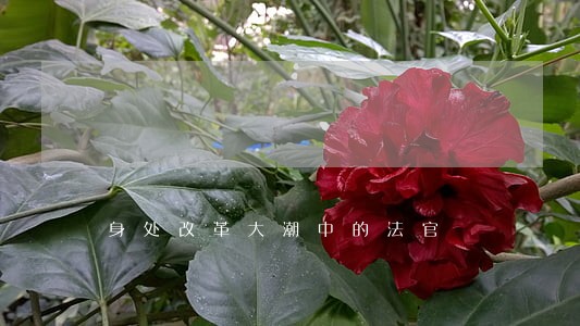 身处改革大潮中的法官