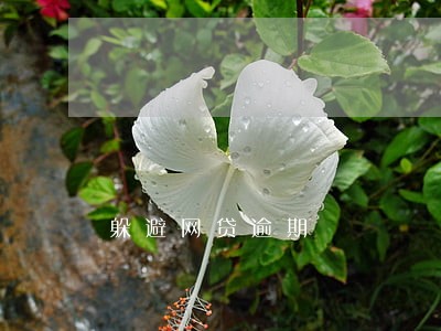 躲避网贷逾期