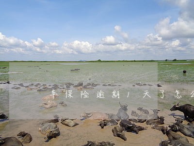 车保险逾期1天了怎么办 车保险逾期1天了怎么办